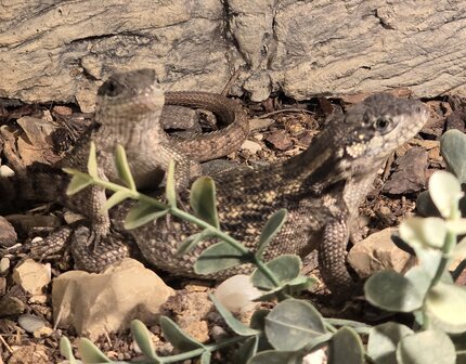 Leiocephalus carinatus