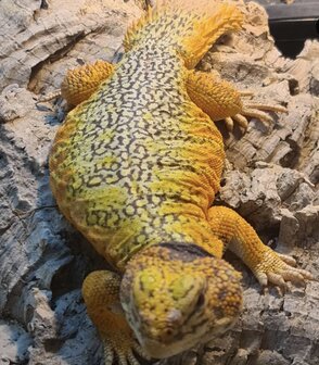 Uromastyx nigriventris flame