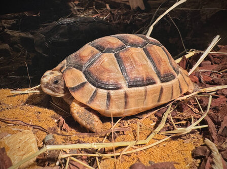 Testudo marginata