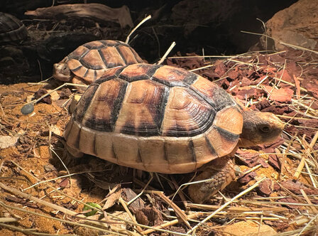 Testudo marginata