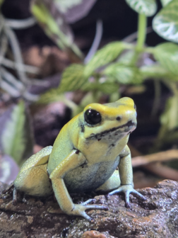 Phyllobates terribilis