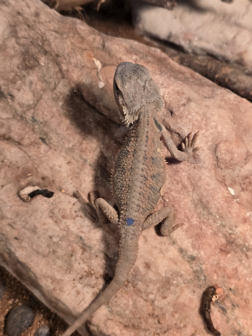 Pogona vitticeps red hypotrans