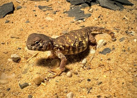 Uromastyx geyri yellow