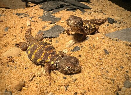 Uromastyx geyri yellow