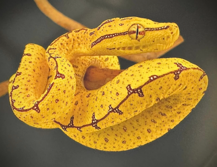 Morelia viridis