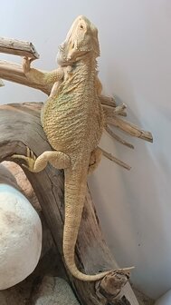 Pogona vitticeps kweektrio