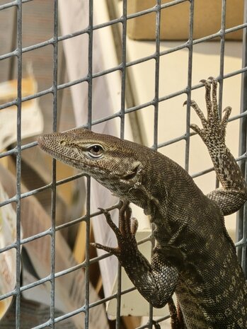 Varanus tristis orientalis