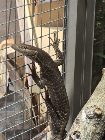 Varanus tristis orientalis