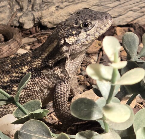 Leiocephalus carinatus