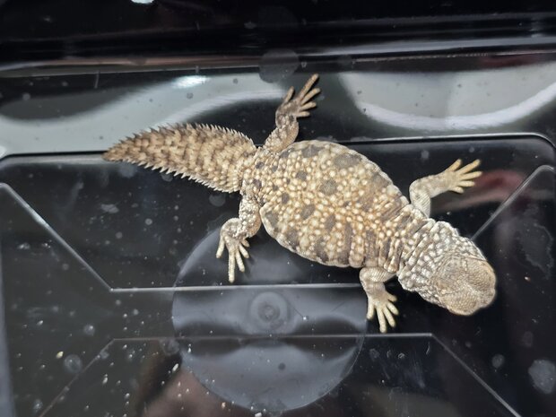 Uromastyx nigriventris flame