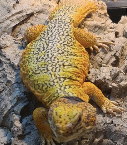 Uromastyx nigriventris flame