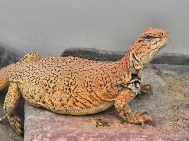 Uromastyx nigriventris flame