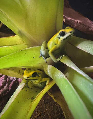 Phyllobates terribilis