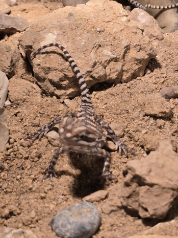 Pogona henylawsoni