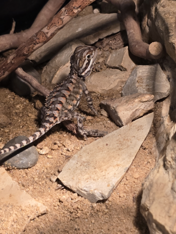 Pogona henylawsoni