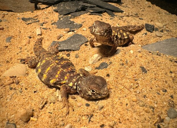 Uromastyx geyri yellow