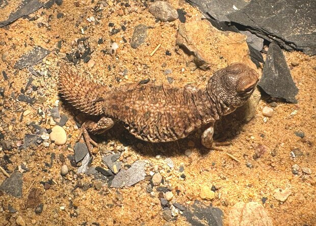 Uromastyx nigriventris flame