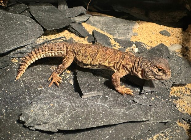 Uromastyx nigriventris flame