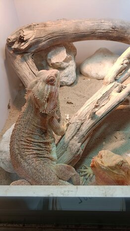 Pogona vitticeps kweektrio