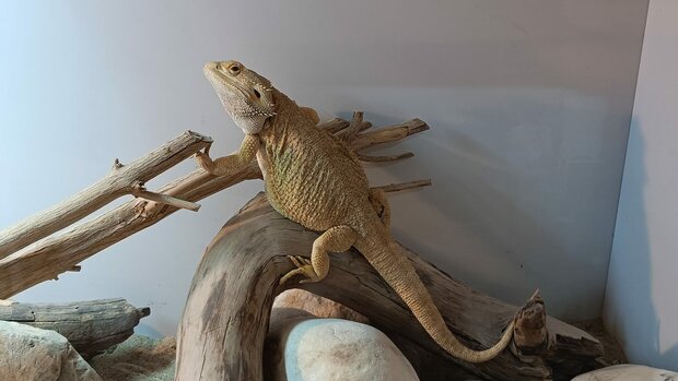 Pogona vitticeps kweektrio