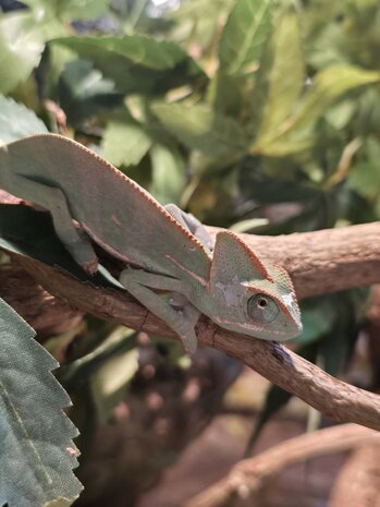 Chameleo calyptratus