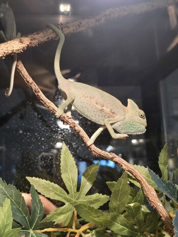 Chameleo calyptratus