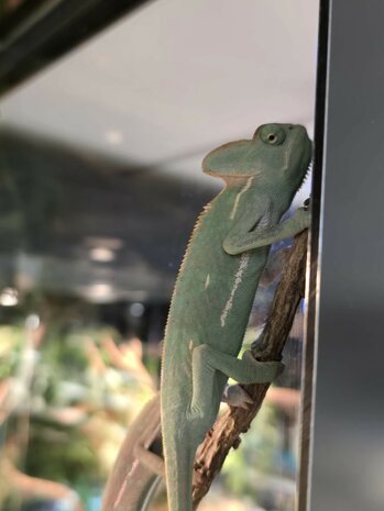 Chameleo calyptratus